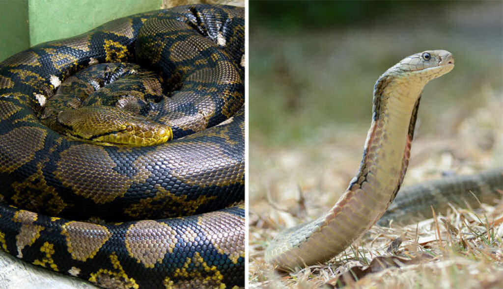 Veja o que ocorre quando uma cobra-real de 3 metros tenta comer uma pton do mesmo tamanho