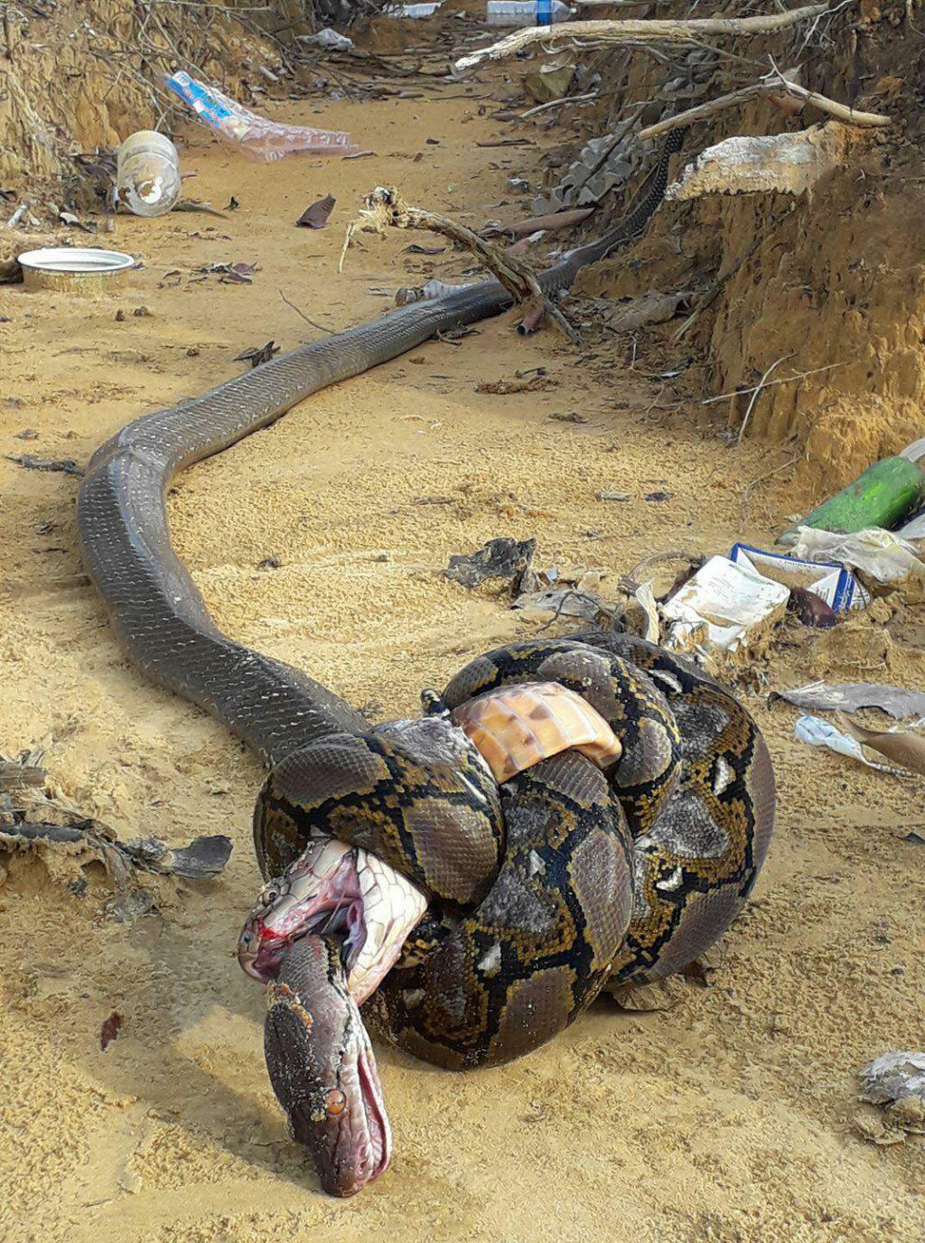Veja o que ocorre quando uma cobra-real de 3 metros tenta comer uma pton do mesmo tamanho