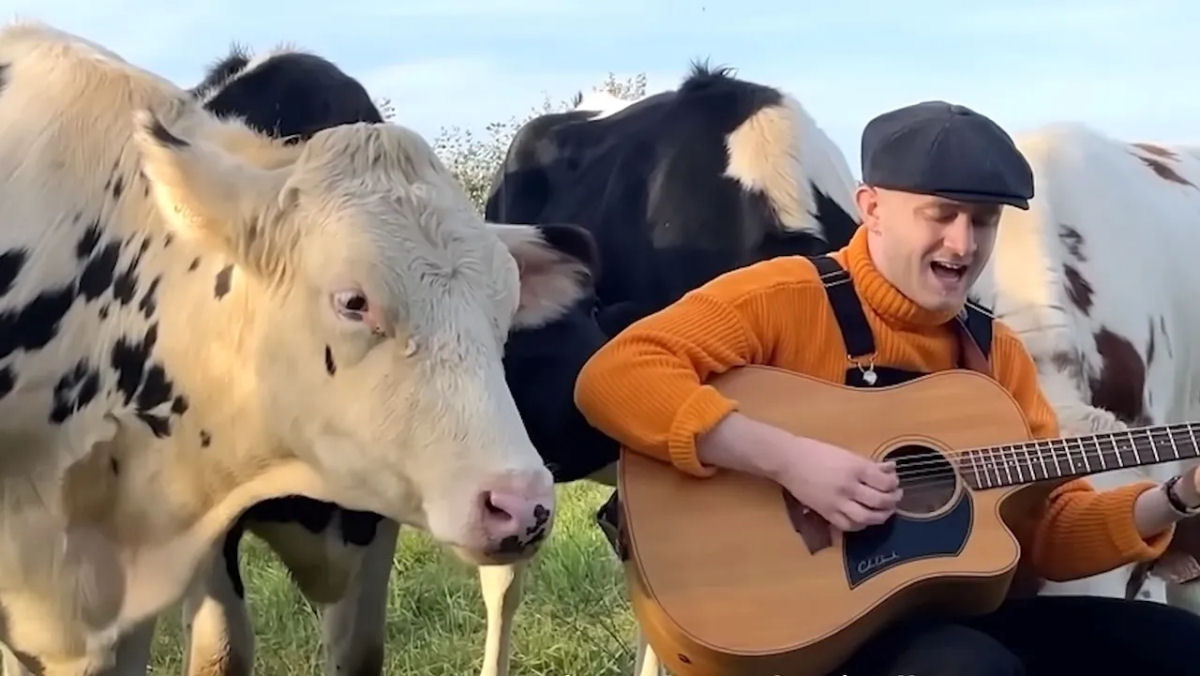 Violonista talentoso faz serenatas carinhosas para animais com seu violo