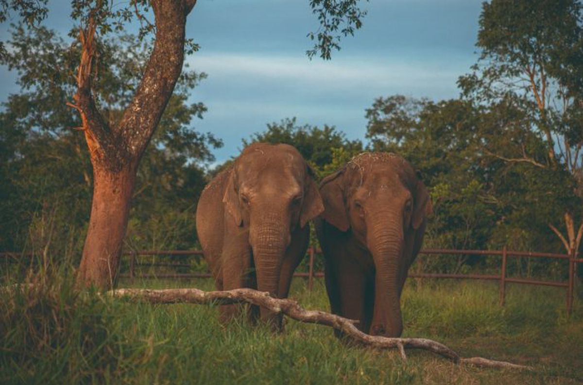 Elefantas que viveram mais de 2 dcadas em um fosso na Argentina hoje passeiam felizes em santurio de MT