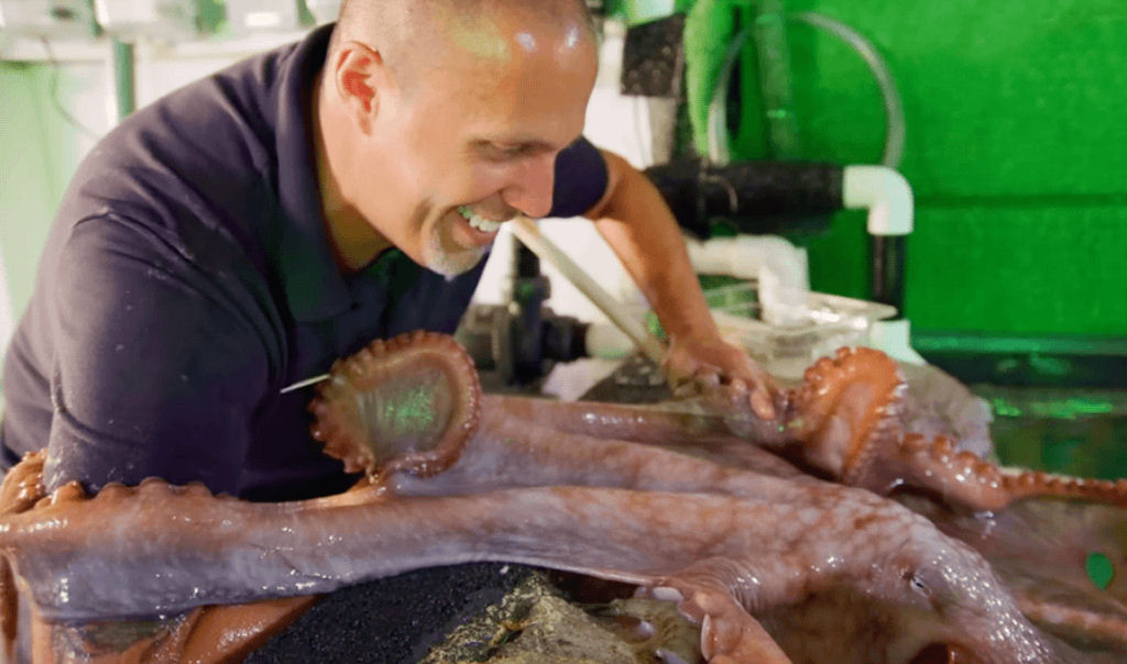 O forte v�nculo de uma polva e seu cuidador no aqu�rio