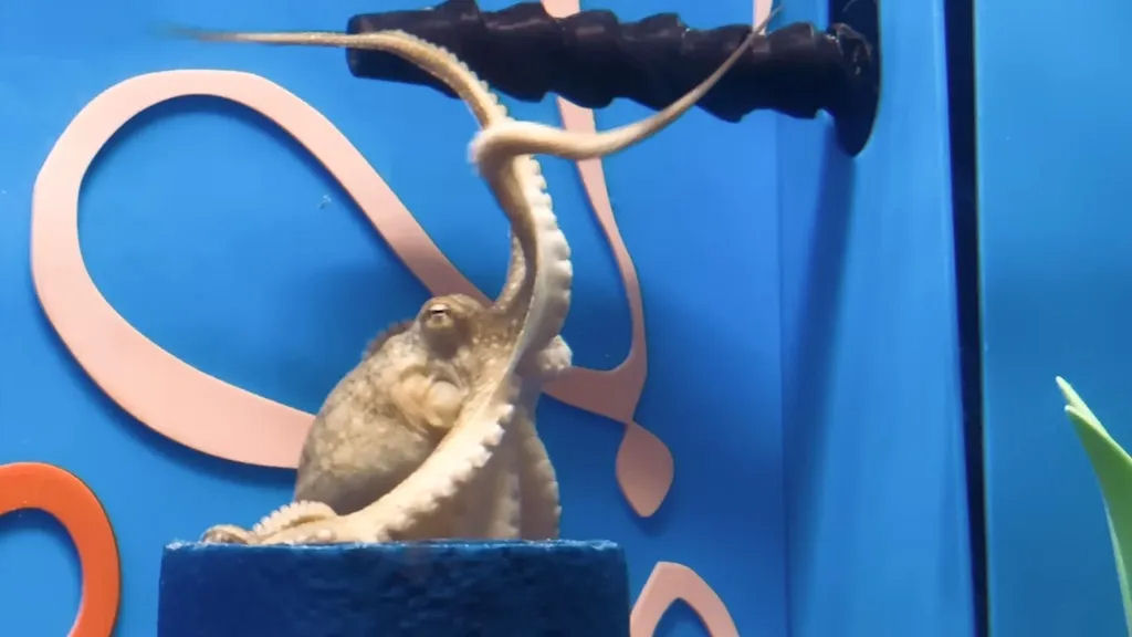 Youtuber constri labirinto subaqutico para testar a inteligncia inventiva de um polvo