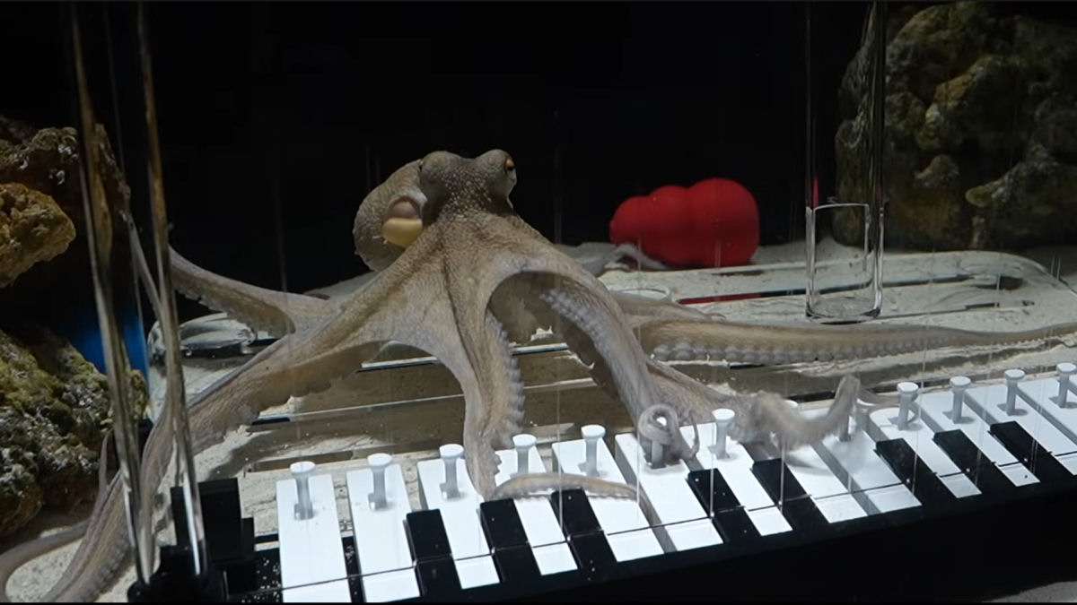 Músico ensina polvo resgatado a tocar piano