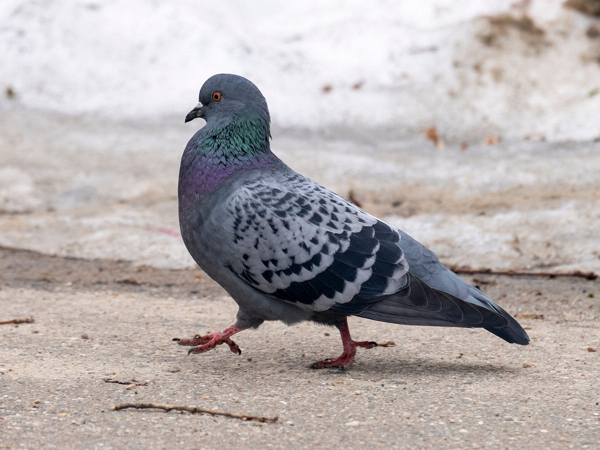 Por que as aves balan