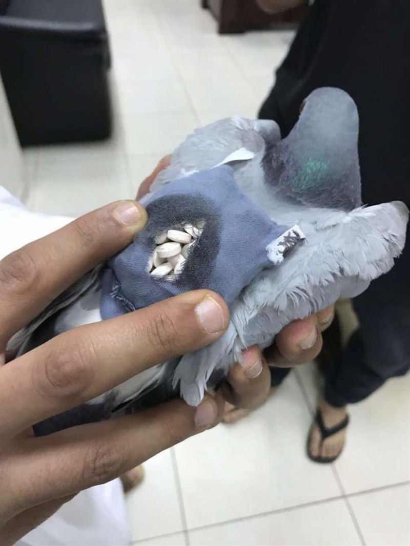 Autoridades prendem um pombo transportando 200 comprimidos de ecstasy em uma mochilinha
