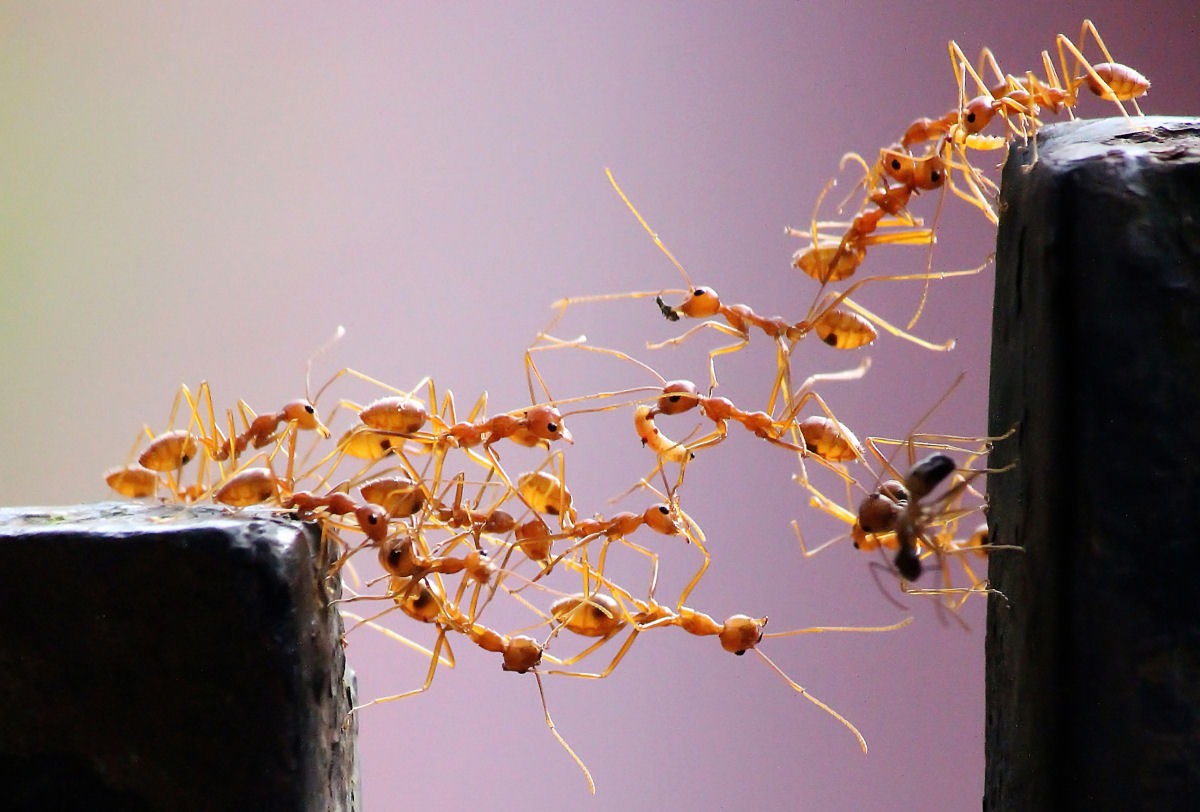 O algoritmo simples que as formigas usam para construir pontes