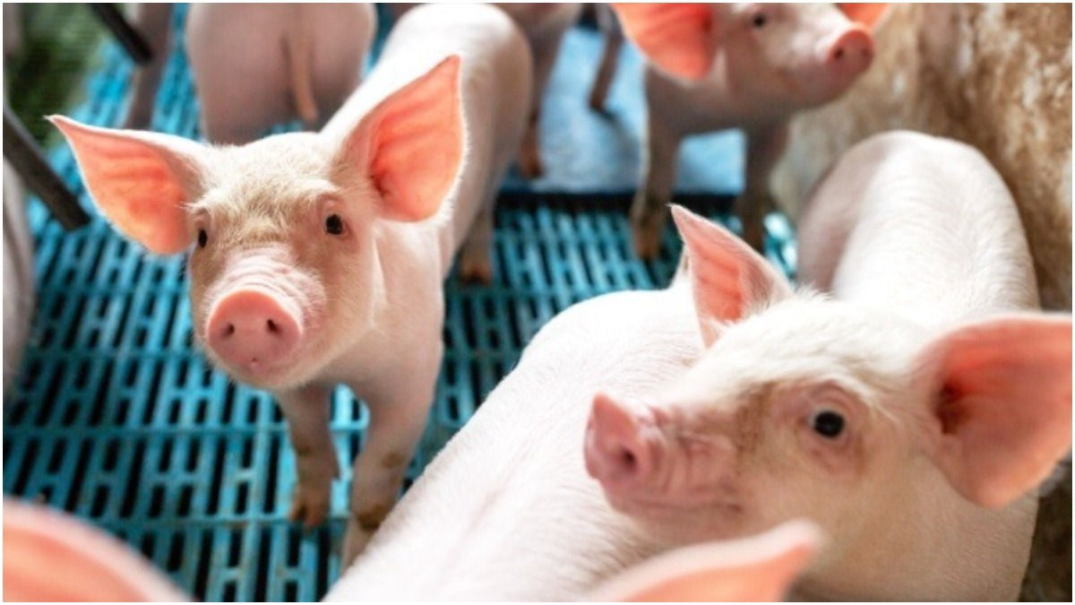 Realizam com sucesso o primeiro transplante experimental de um rim de porco a um ser humano