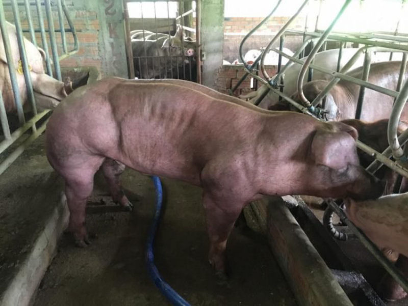 Granja cambojana cria porcos mutantes que se parecem com o Hulk 01