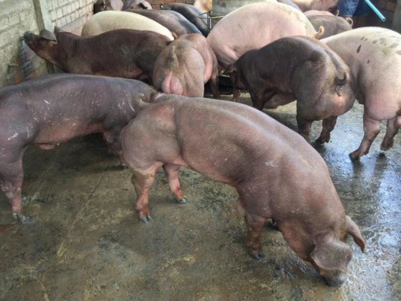 Granja cambojana cria porcos mutantes que se parecem com o Hulk 02