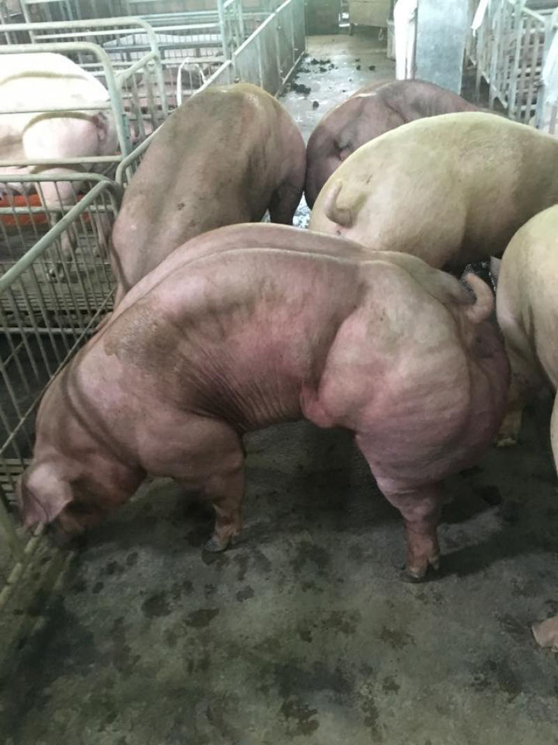 Granja cambojana cria porcos mutantes que se parecem com o Hulk 03