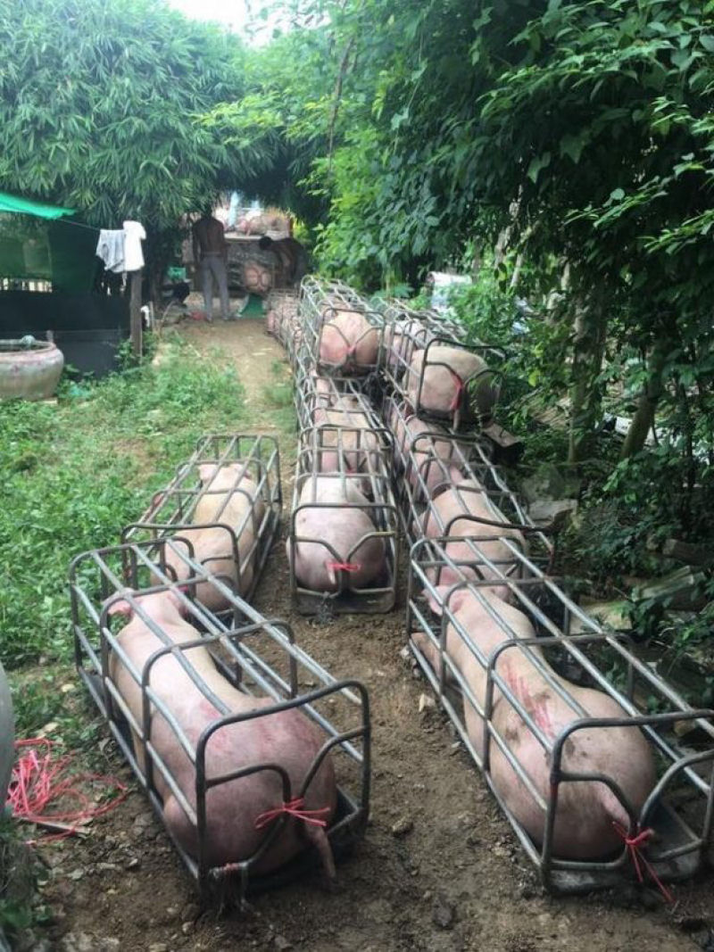 Granja cambojana cria porcos mutantes que se parecem com o Hulk 08