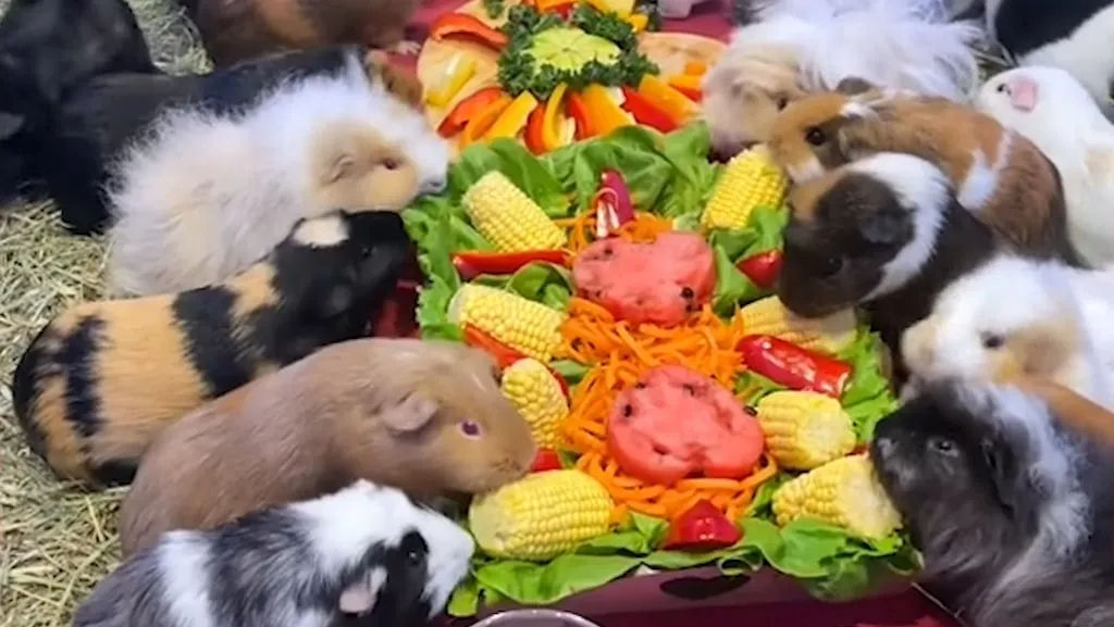 Casal prepara carinhosamente banquetes suntuosos para seus 150 porquinhos-da-ndia
