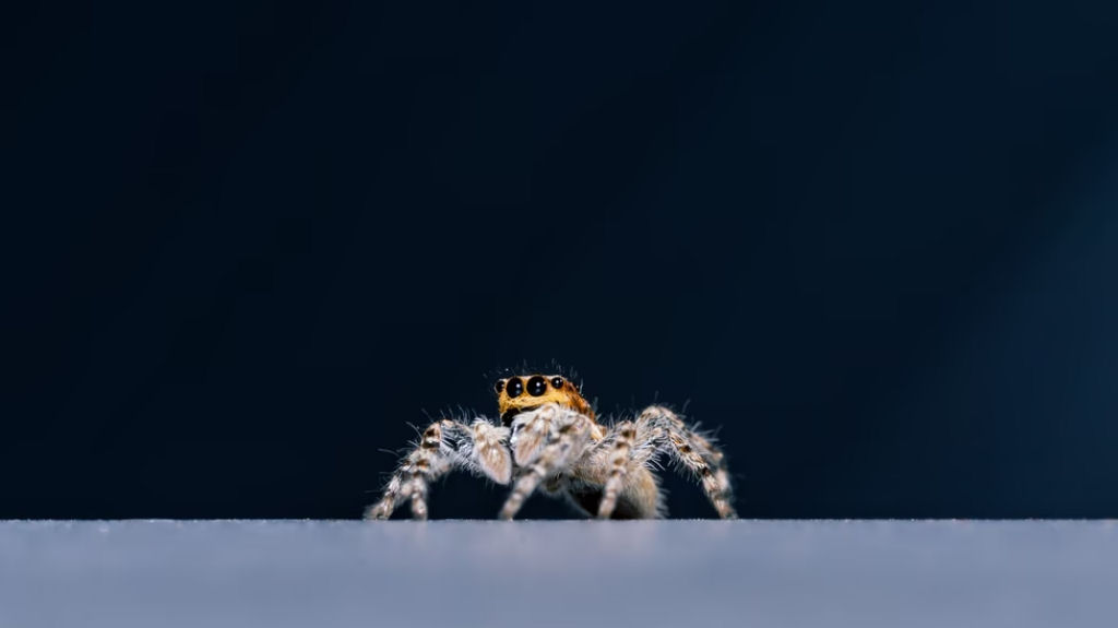 A pequena Portia  a aranha mais inteligente do mundo?