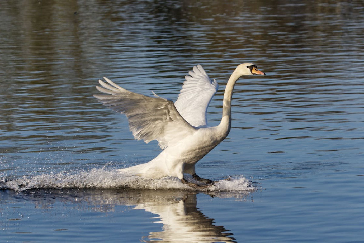 Como os cisnes usam seus pés para pousar elegantemente na água