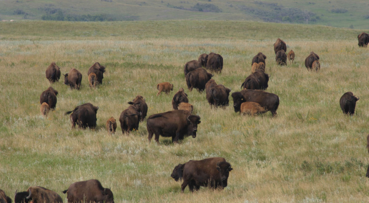 Como o bisão ajuda a lutar contra as mudanças climáticas?