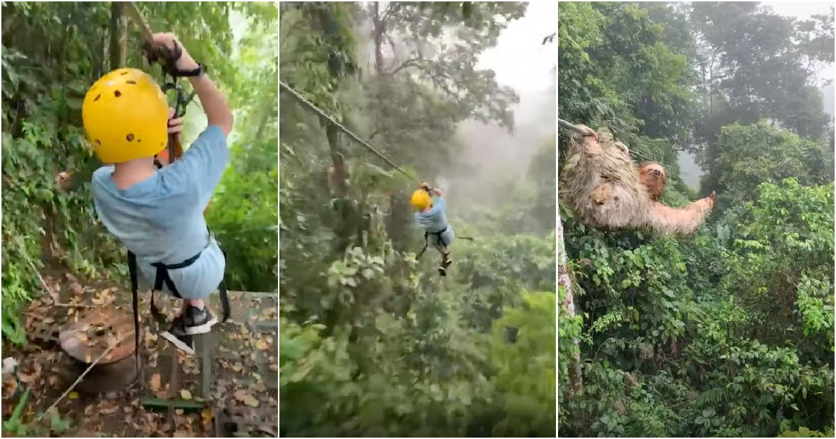 Garoto encontra preguiça enquanto descia tirolesa na Costa Rica