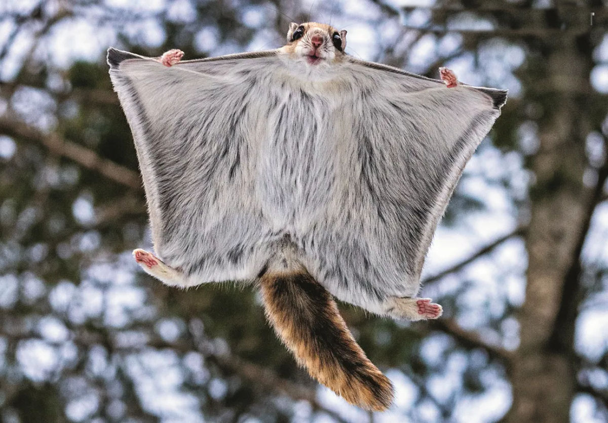 Veja um beb esquilo-voador dar seu primeiro salto no vazio
