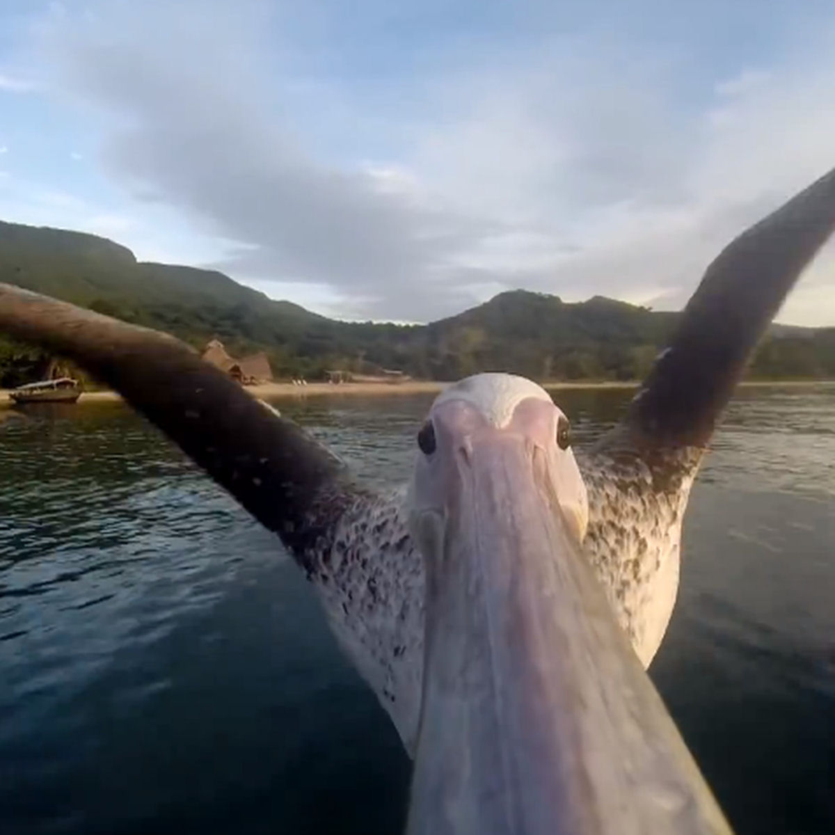 Vdeo incrvel de um pelicano aprendendo a voar far voc se sentir vivo