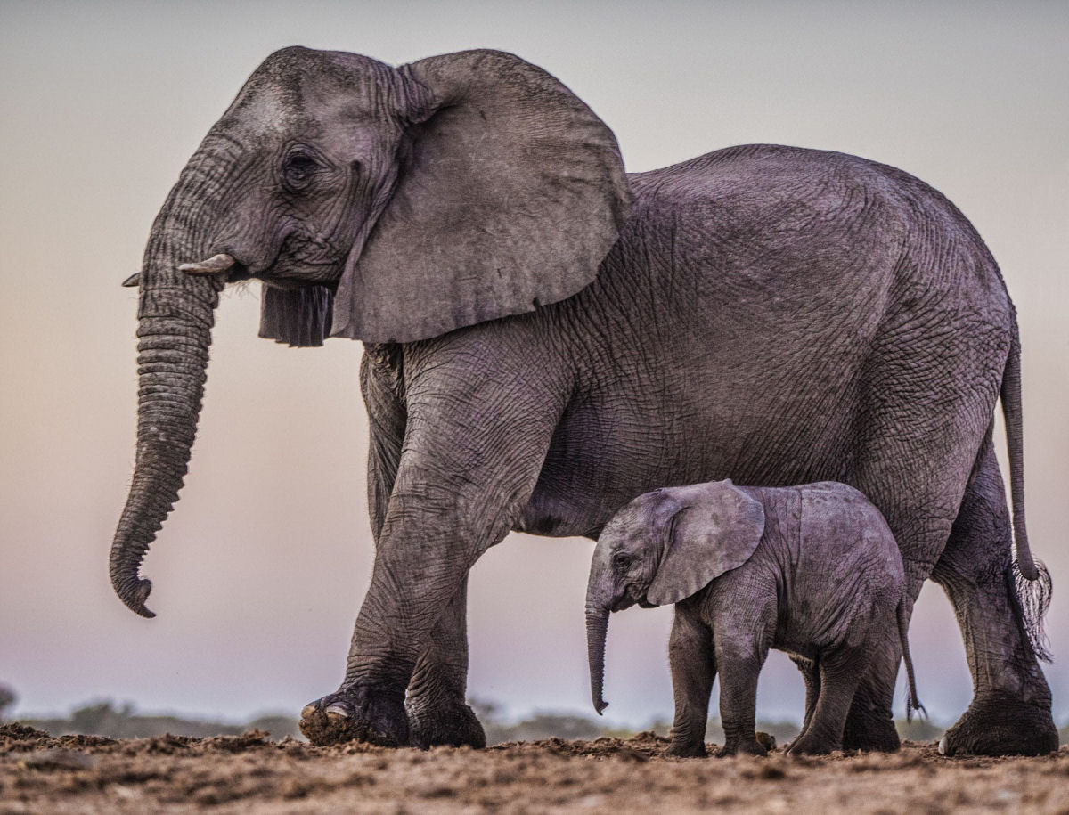 Os bebs elefantes geralmente do os primeiros passos poucos minutos depois de nascerem