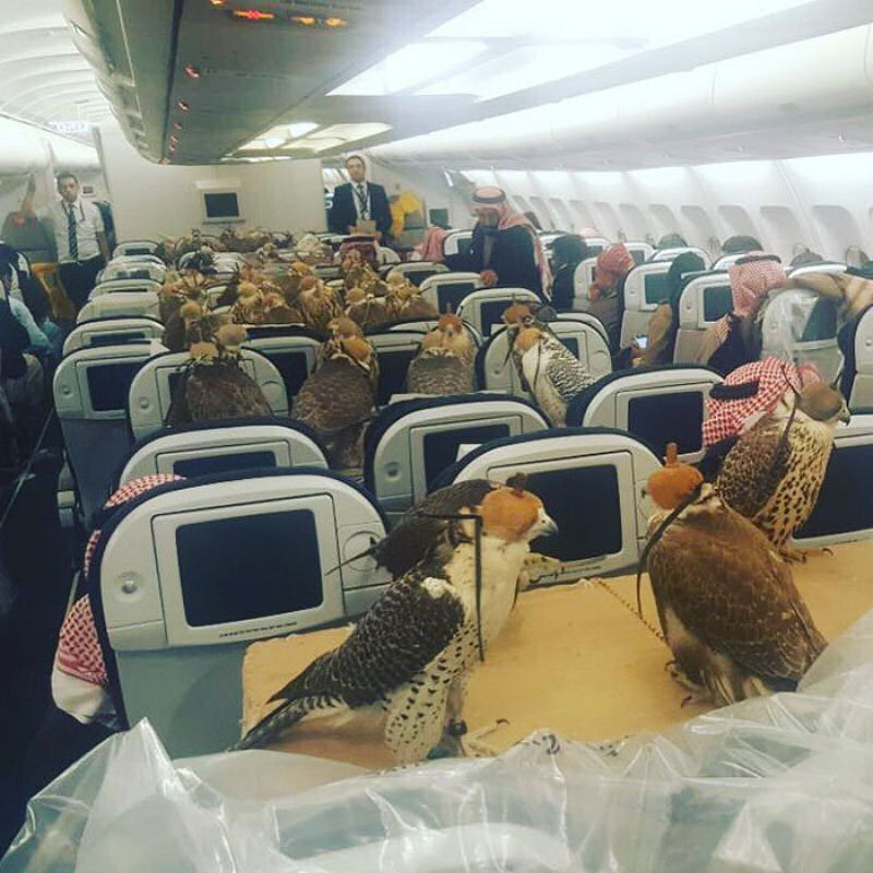 Prncipe saudita compra passagens na primeira classe de avio para seus 80 falces 02