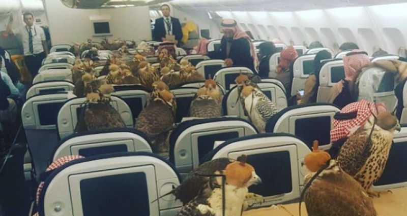Prncipe saudita compra passagens na primeira classe de avio para seus 80 falces 04