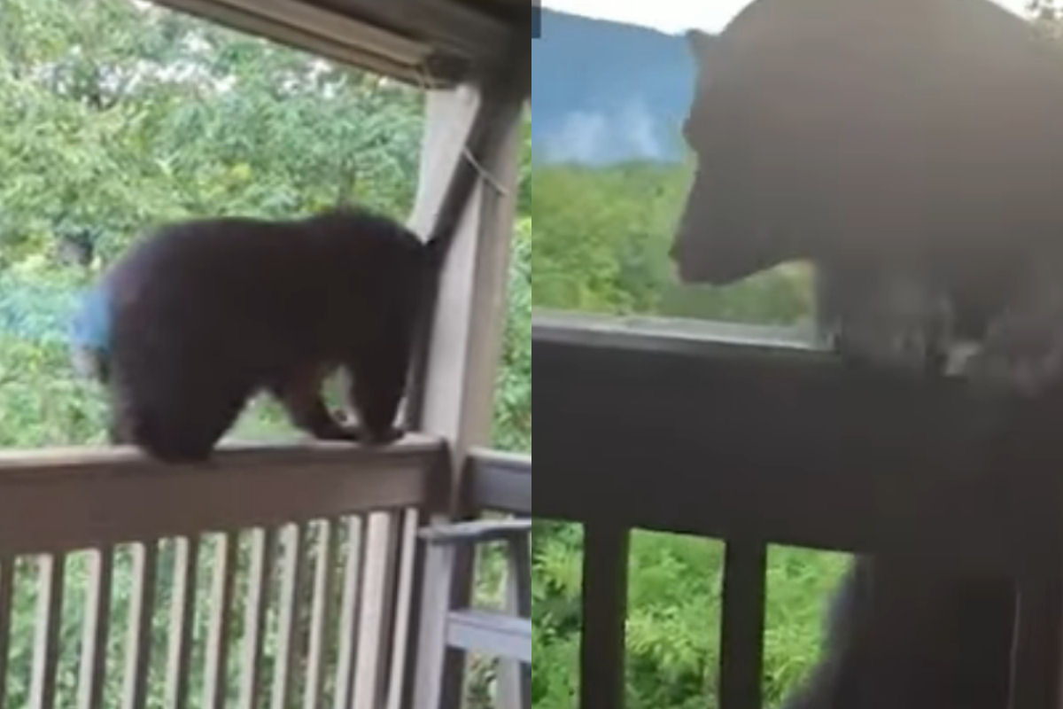 Mulher usa 'voz de professor' para espantar ursa da varanda de sua casa