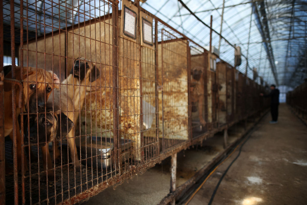 Coreia do Sul vai proibir consumo da carne de co e criadores ameaam libertar dois milhes em Seul