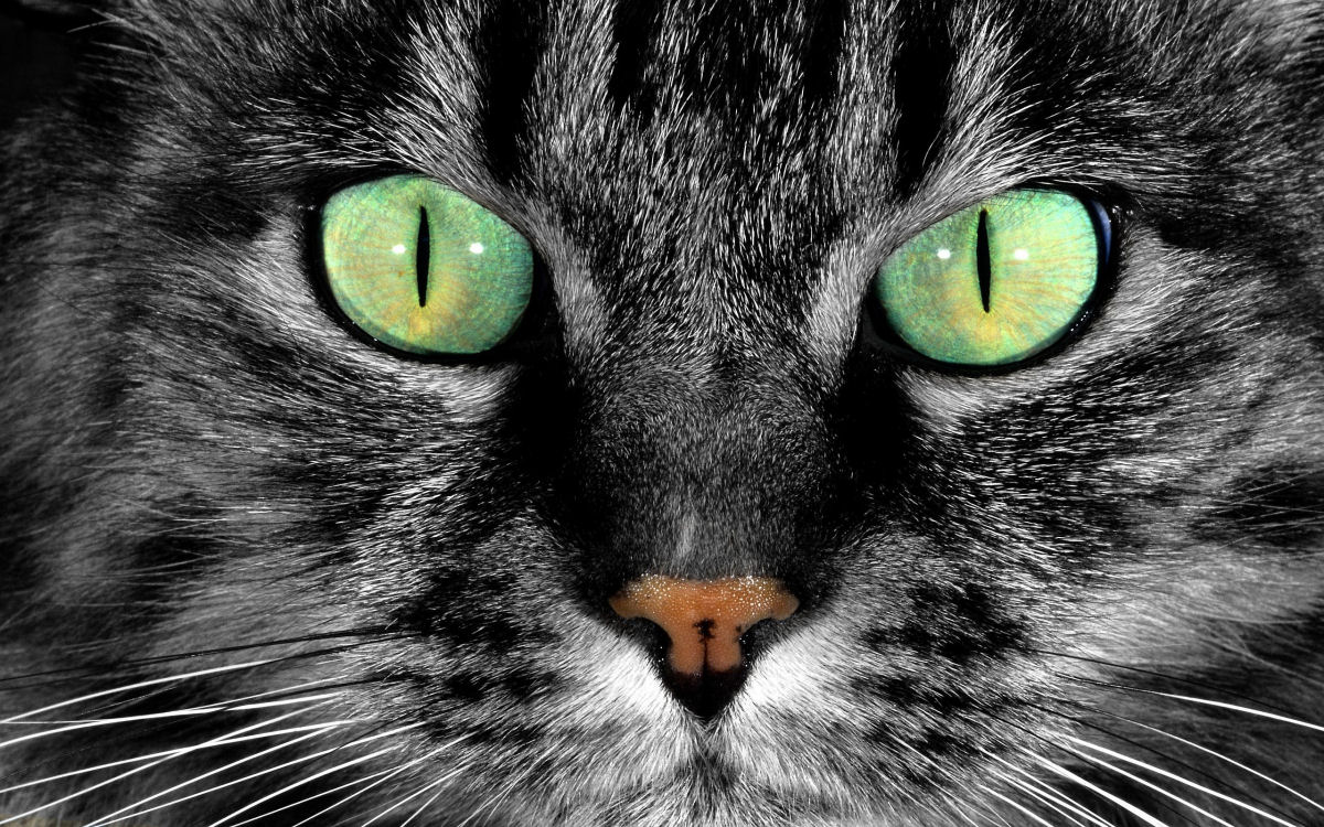 Por que os gatos tm pupilas verticais?