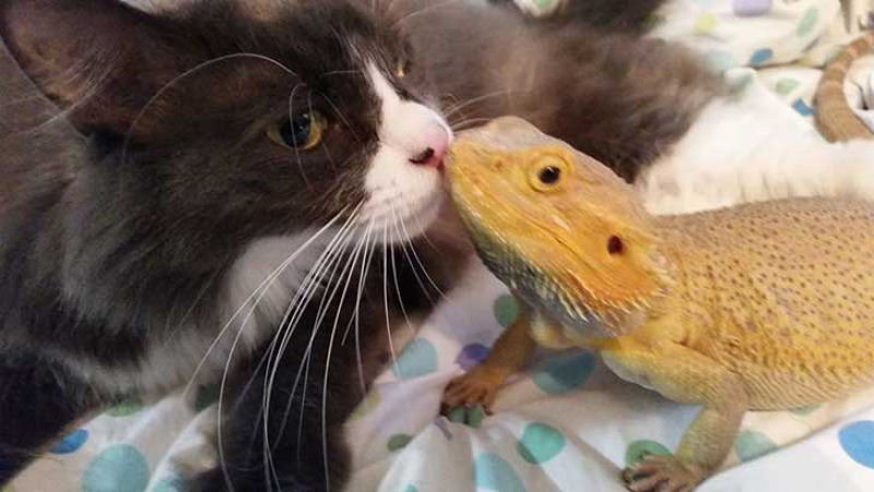 Este gato acaba de encontrar a sua alma gêmea em um lagarto 04