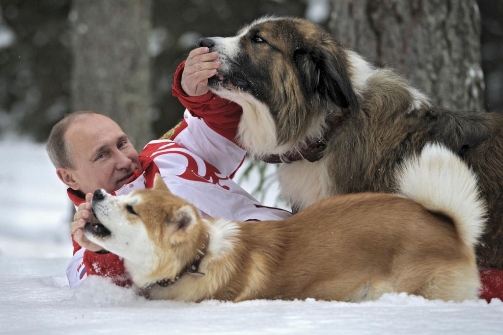 Vladimir Putin e seu amor pelas bolas de pelo caninas