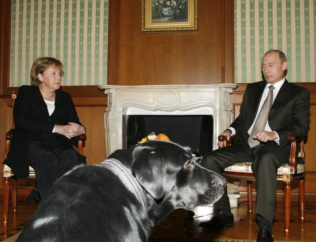 Vladimir Putin e seu amor pelas bolas de pelo caninas