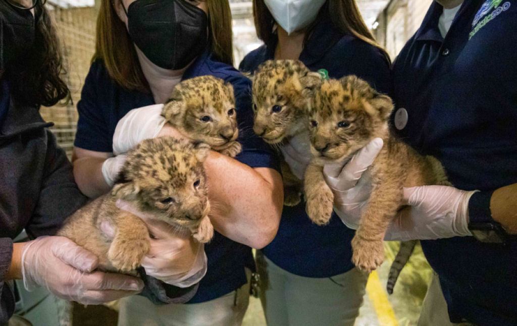 Zoolgicos do boas-vindas a quadrigmeos de lees e tigres-de-amur