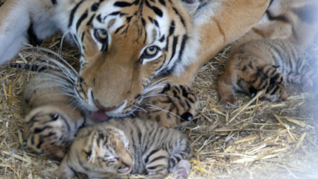 Zoolgicos do boas-vindas a quadrigmeos de lees e tigres-de-amur