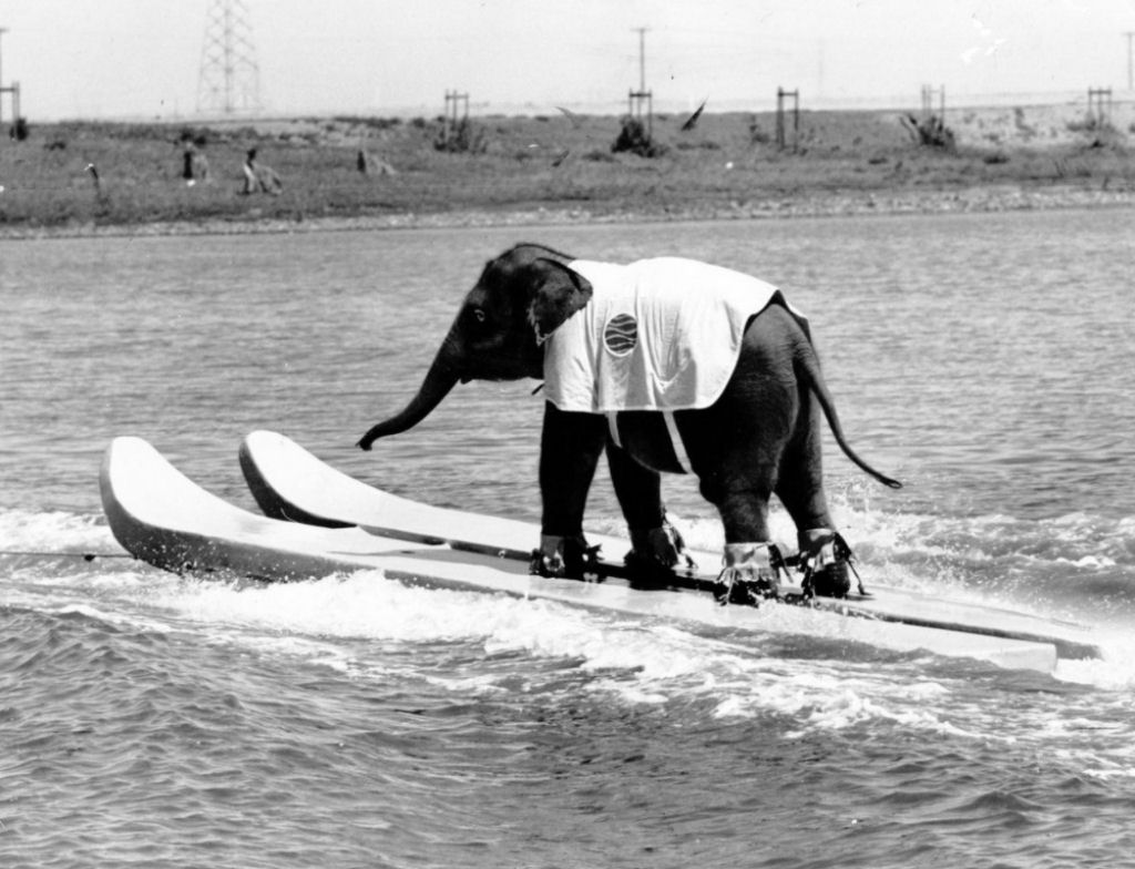 Queenie: a única elefanta praticante de esqui aquático do mundo