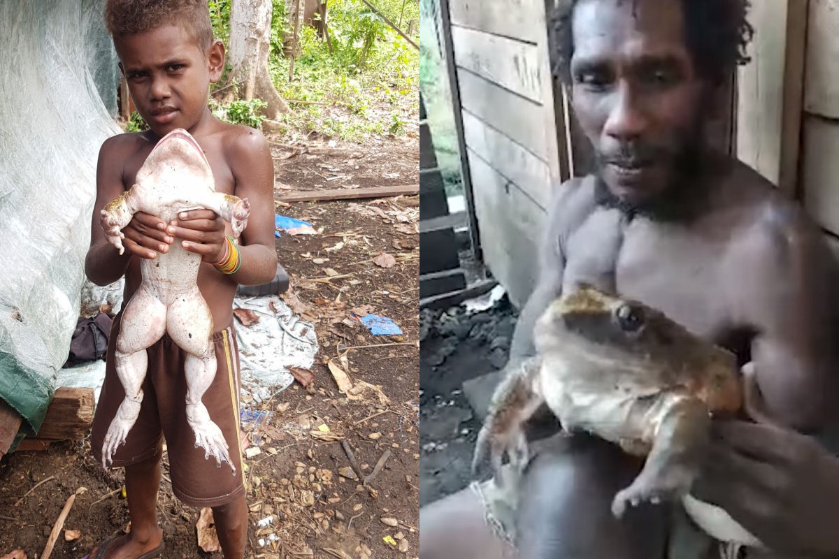 Homem encontra uma enorme rã do tamanho de um bebê humano nas Ilhas Salomão