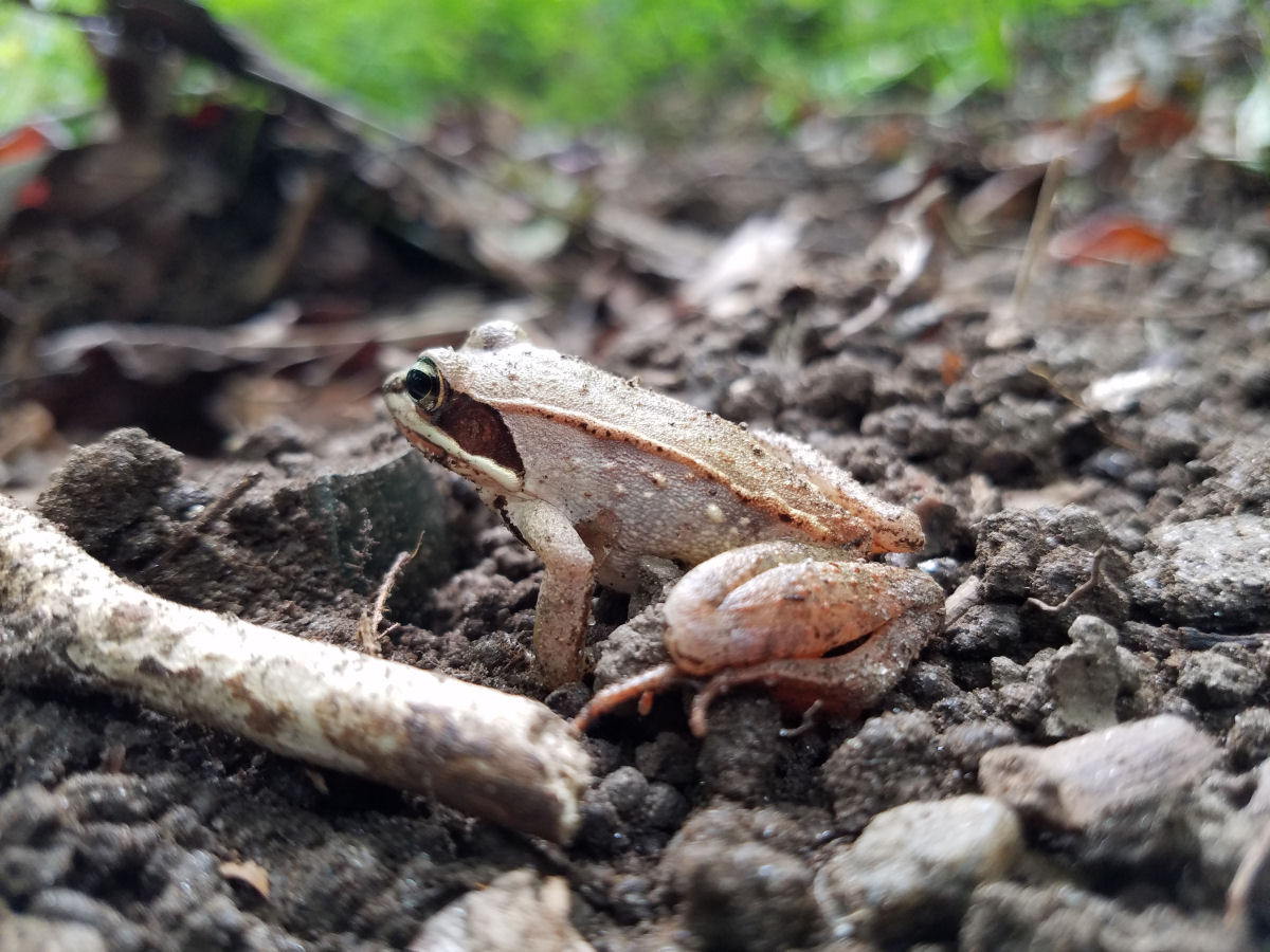 Como as r�s-picol� sobrevivem ao inverno?