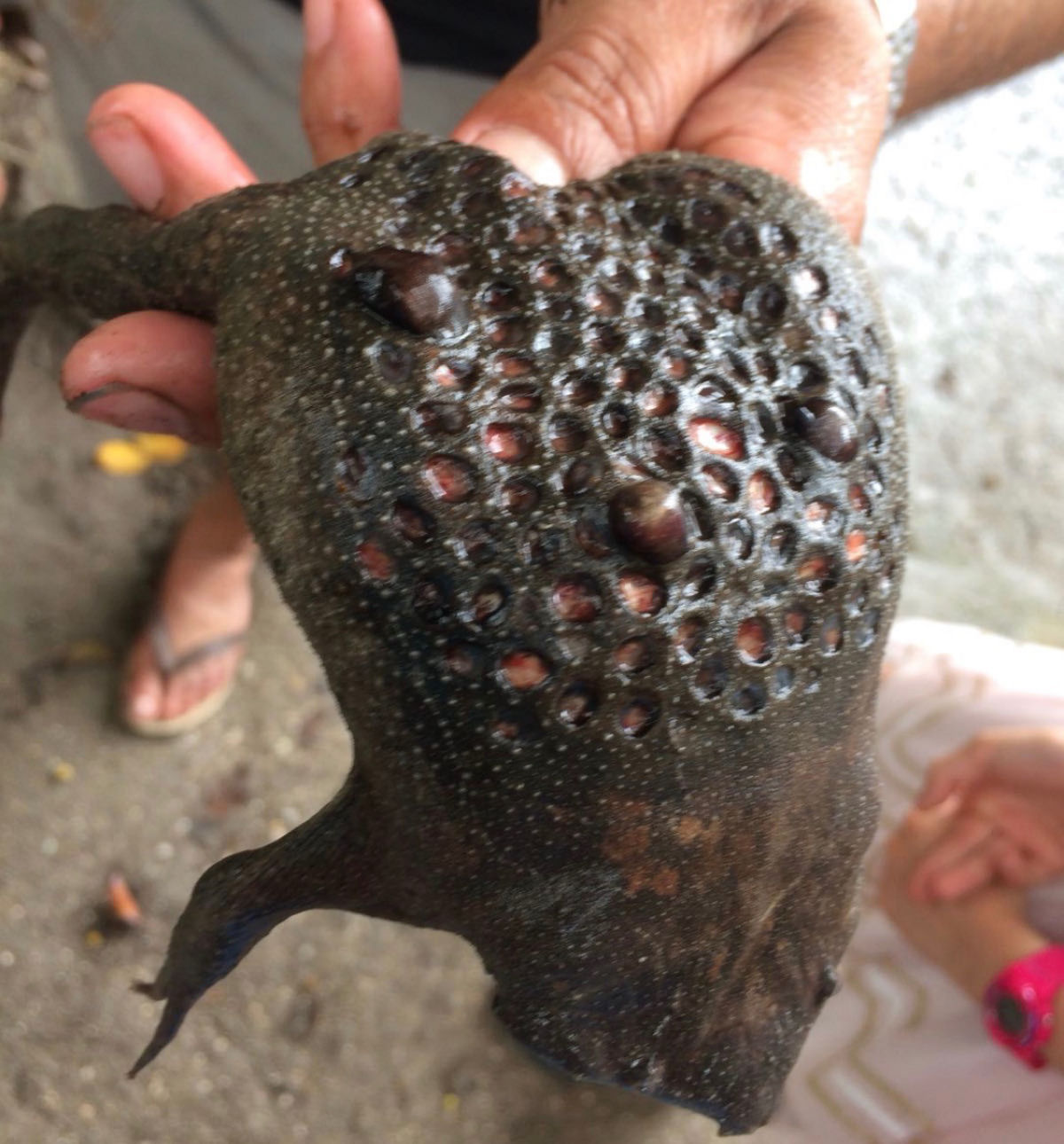 Singularidade extraordinria de um bicho ordinrio: o sapo do Suriname