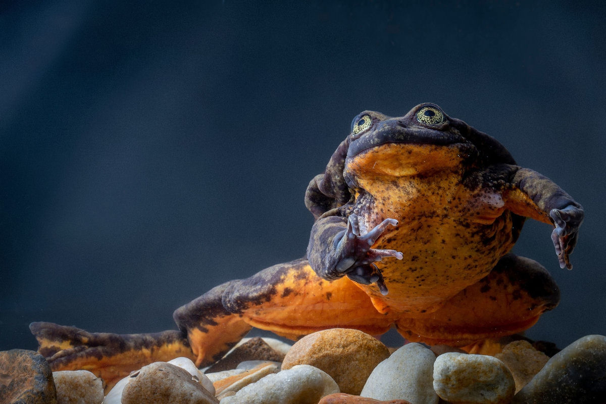 Romeu, a '�ltima' r� conhecida de sua esp�cie, morreu, mas ainda h� esperan�a