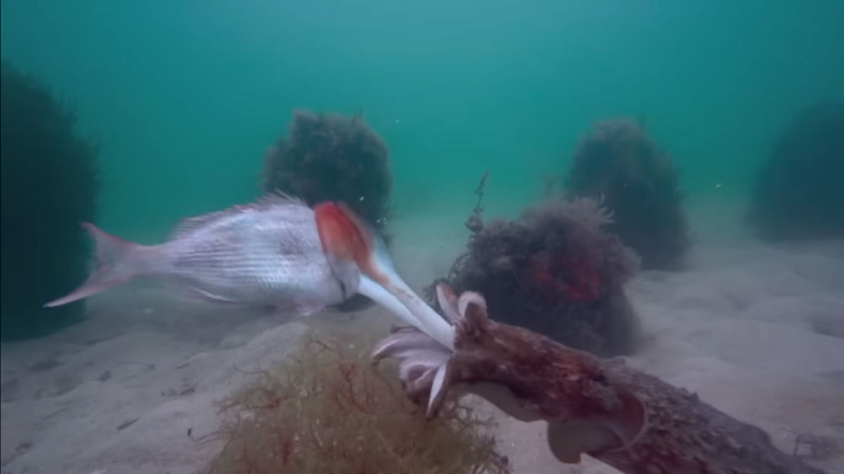 A rdula dos moluscos permite com que engulam peixes inteiros vivos