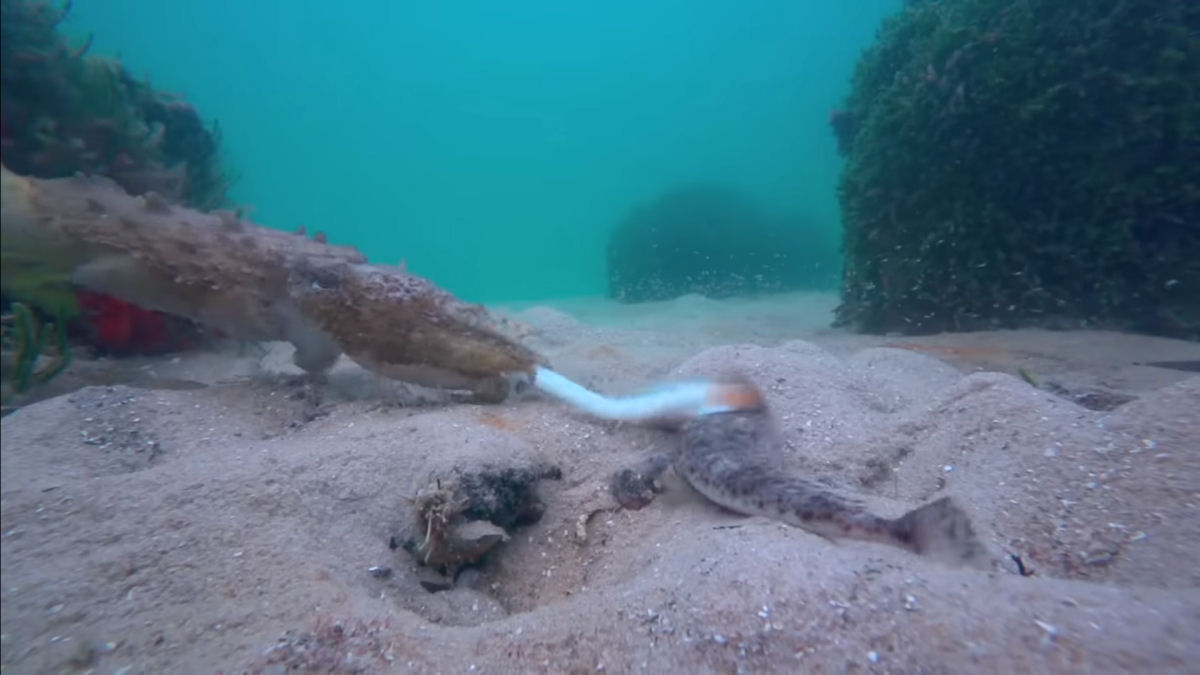 A rdula dos moluscos permite com que engulam peixes inteiros vivos