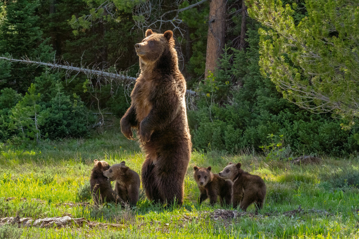 Em 2020, a famosa e idosa 'Grizzly 399' saiu da hibernao com seus quatro novos filhotes