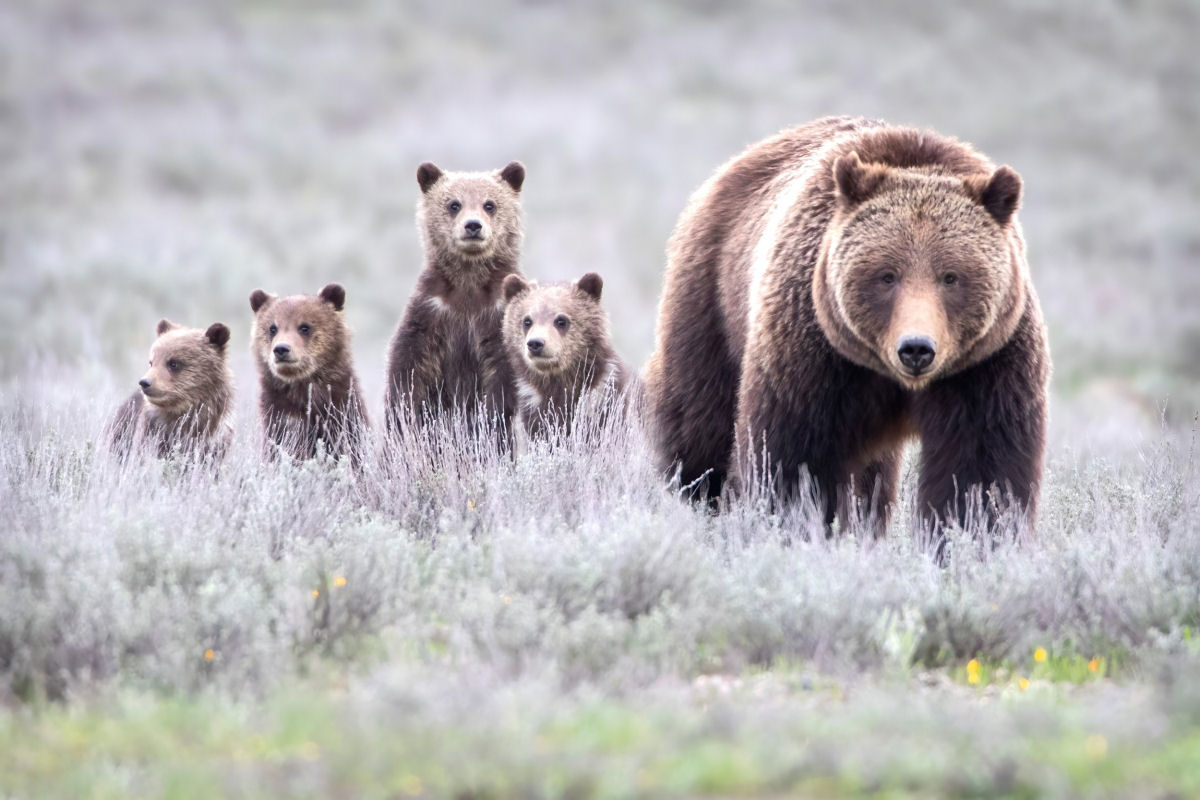 Em 2020, a famosa e idosa 'Grizzly 399' saiu da hibernao com seus quatro novos filhotes