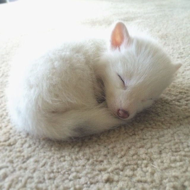 O mascote mais dorminhoco é este filhote de raposa doméstica 01