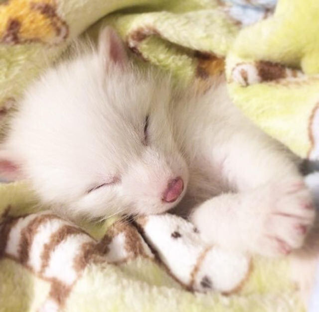 O mascote mais dorminhoco é este filhote de raposa doméstica 07