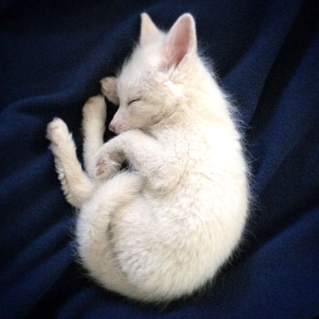 O mascote mais dorminhoco é este filhote de raposa doméstica 17