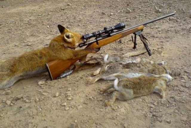 Raposa atira em um caçador 