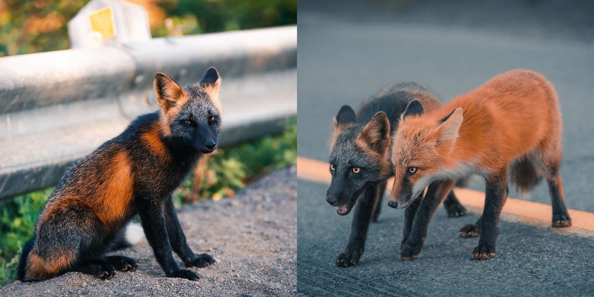 Fotgrafo conquista a confiana de belas raposas cruzadas e passa 8 semanas fotografando elas 01