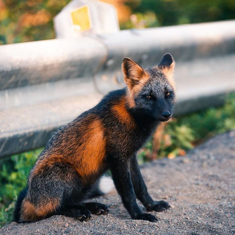 Fotgrafo conquista a confiana de belas raposas cruzadas e passa 8 semanas fotografando elas 02