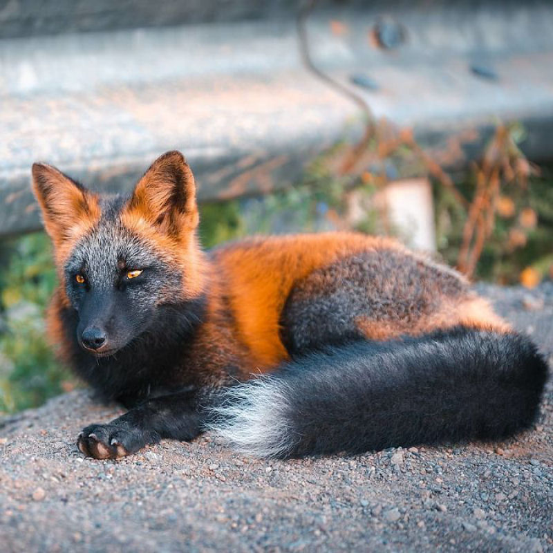 Fotgrafo conquista a confiana de belas raposas cruzadas e passa 8 semanas fotografando elas 03
