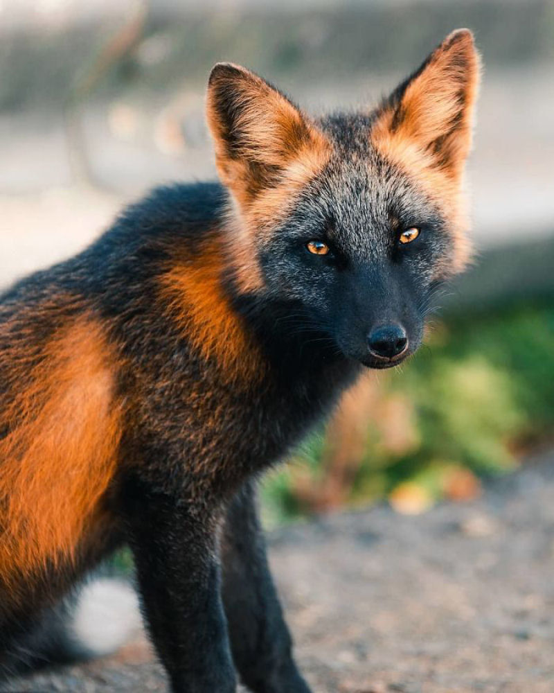 Fotgrafo conquista a confiana de belas raposas cruzadas e passa 8 semanas fotografando elas 04